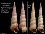Turritellinella tricarinata