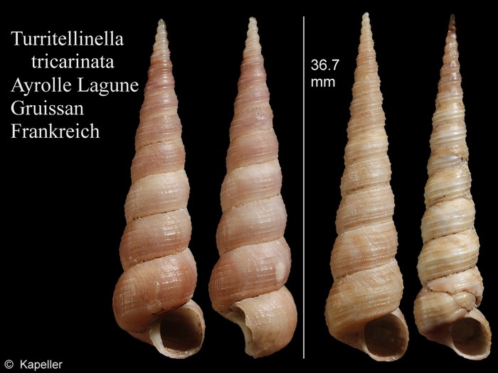 Turritellinella tricarinata