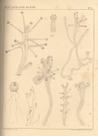 <B>Van Beneden, P.-J.</B> (1867). Recherches sur la faune littorale de Belgique (Polypes) Mém. Acad. R. Sci. Lett. B.-Arts Belg., Collect. 4 XXXVI: 1-207, plates I-XIX