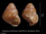 Eatonina ochroleuca, author: Kapeller, Rudolf