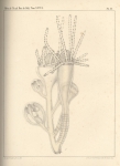 Van Beneden, P.-J. (1867). Recherches sur la faune littorale de Belgique (Polypes) Mém. Acad. R. Sci. Lett. B.-Arts Belg., Collect. 4 XXXVI: 1-207, plates I-XIX