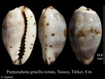 Purpuradusta gracilis