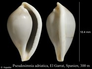 Pseudosimnia adriatica