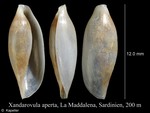 Xandarovula aperta
