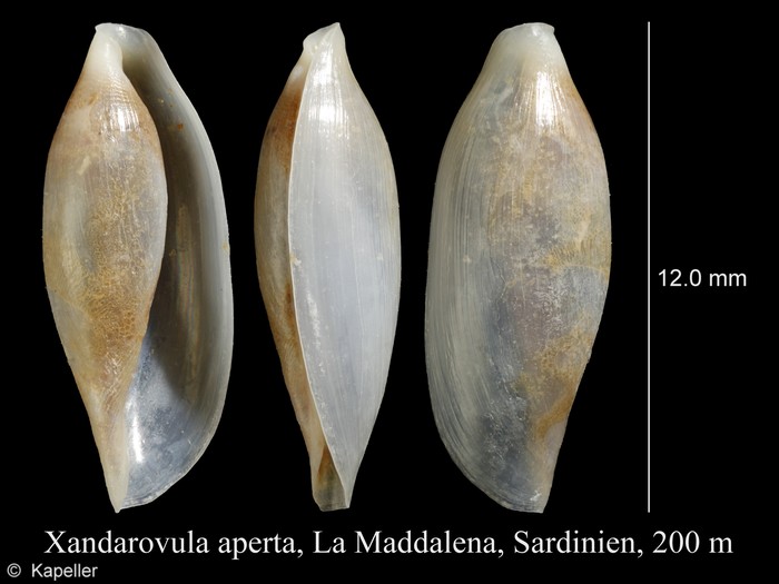 Xandarovula aperta