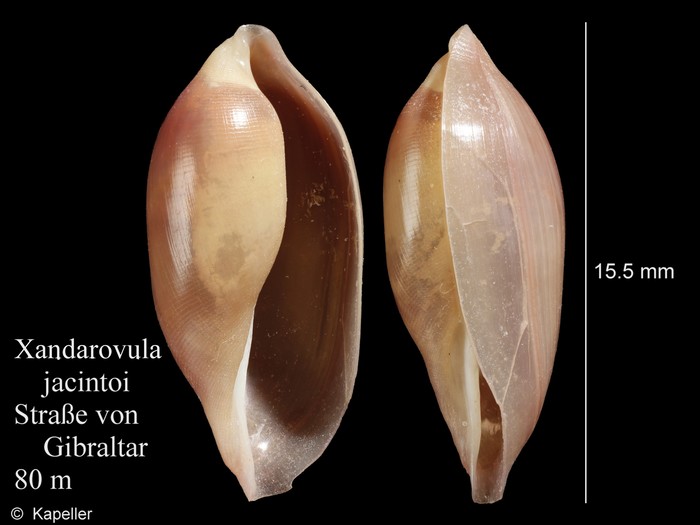 Xandarovula jacintoi
