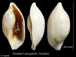 Xandarovula patula