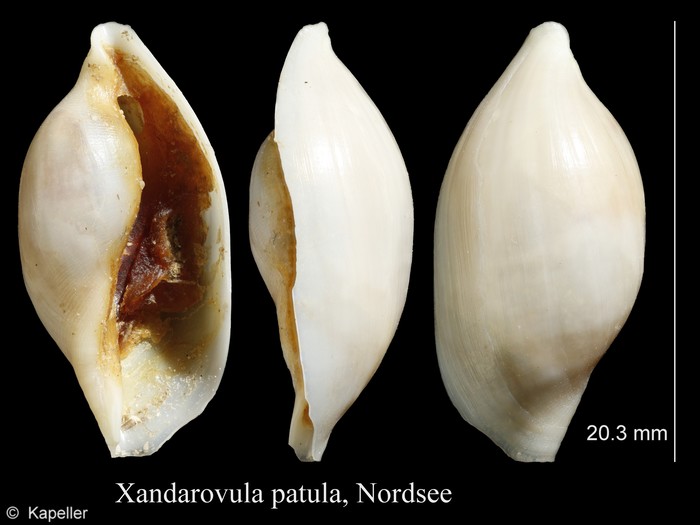 Xandarovula patula