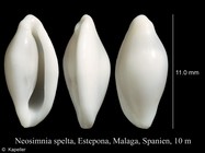 Neosimnia spelta