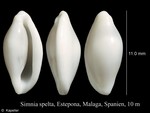 Simnia spelta