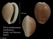 Trivia mediterranea