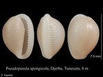 Pseudopusula spongicola