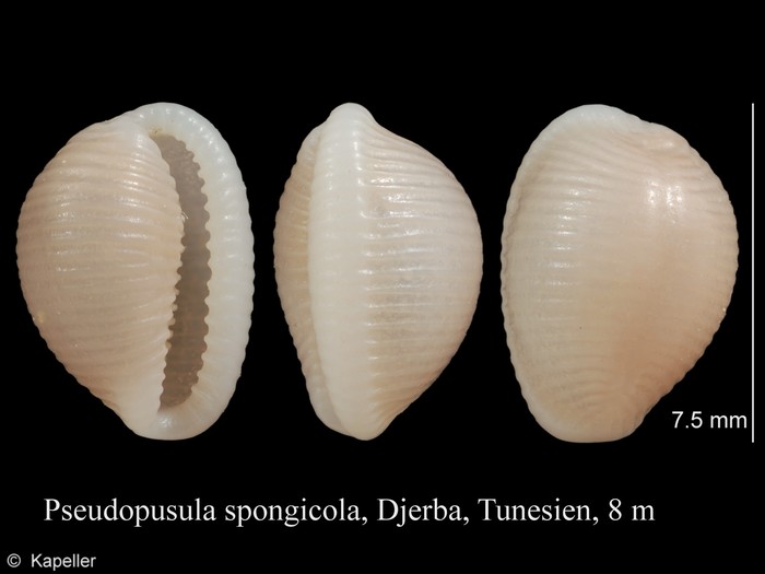 Pseudopusula spongicola