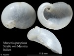 Marsenia perspicua