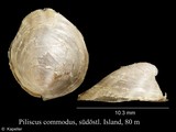 Piliscus commodus, author: Kapeller, Rudolf