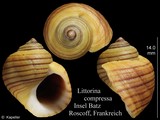 Littorina compressa, author: Kapeller, Rudolf