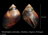 Melarhaphe neritoides, author: Kapeller, Rudolf