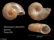 Skeneopsis planorbis