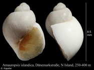 Amauropsis islandica