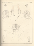 Van Beneden, P.-J. (1867). Recherches sur la faune littorale de Belgique (Polypes) Mém. Acad. R. Sci. Lett. B.-Arts Belg., Collect. 4 XXXVI: 1-207, plates I-XIX
