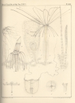Van Beneden (1867, pl. 13)