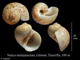 Natica multipunctata, author: Kapeller, Rudolf