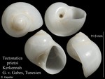 Tectonatica prietoi
