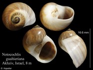 Notocochlis gualteriana