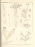 Hydrozoa (hydroids)