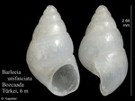 Gastropoda