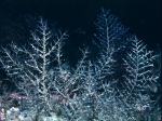 Hydrozoa