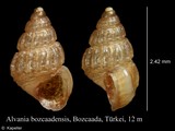 Alvania bozcaadensis, author: Kapeller, Rudolf