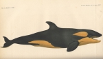 <B>Van Beneden, P.-J.</B> (1882). Mémoire sur les Orques observés dans les mers d'Europe Mém. Acad. R. Sci. Lett. B.-Arts Belg., Collect. 4  XLIII: 1-32, plates I-IV