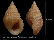 Alvania cimex