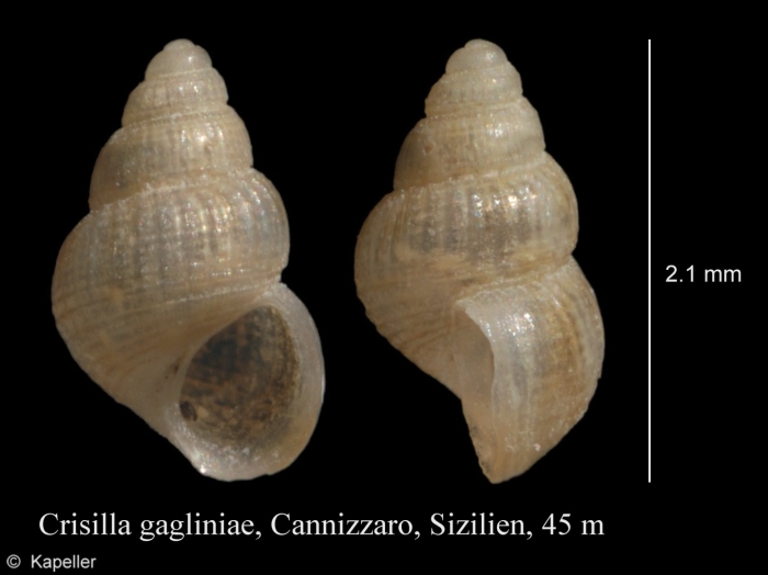 Crisilla gagliniae