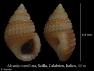 Alvania mamillata