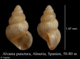 Alvania punctura, author: Kapeller, Rudolf