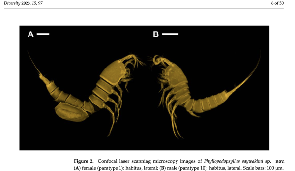 Phyllopodopsyllus saywakimi Phyllopodopsyllus saywakimi