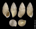 Mollusca (molluscs)