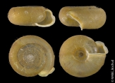 Helicodonta obvoluta obvoluta, author: Est Bochud