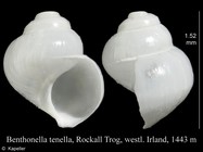 Benthonella tenella