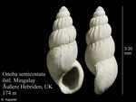 Mollusca (molluscs)