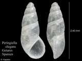 Peringiella elegans, author: Kapeller, Rudolf