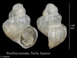 Pusillina testudae, author: Kapeller, Rudolf
