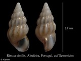 Rissoa similis, author: Kapeller, Rudolf