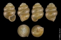Heterobranchia