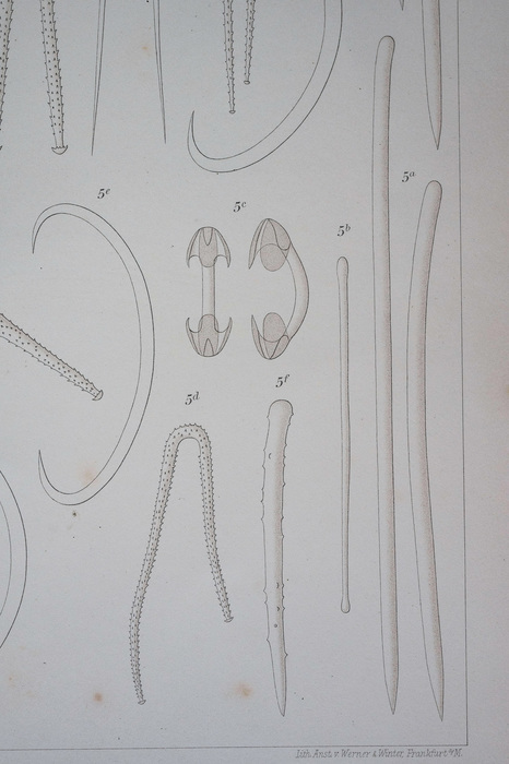 Lundbeck, 1905 Pl. XIX Fig.5 a–f