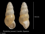 Gastropoda