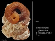 Petaloconchus glomeratus