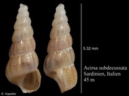 Acirsa subdecussata